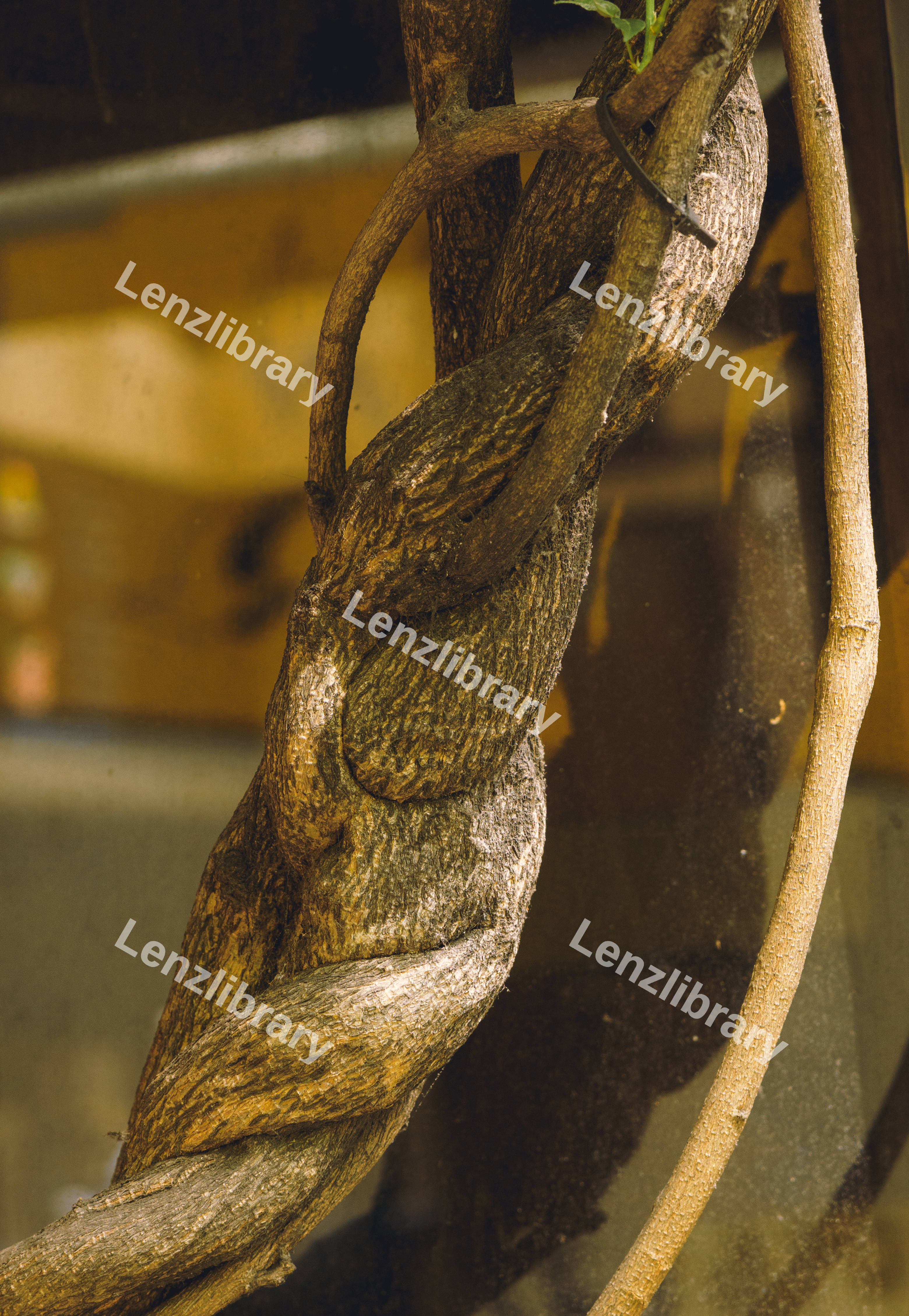 Intertwined Tree Trunk